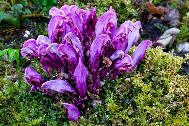 Lathraea clandestina (door John Breugelmans)