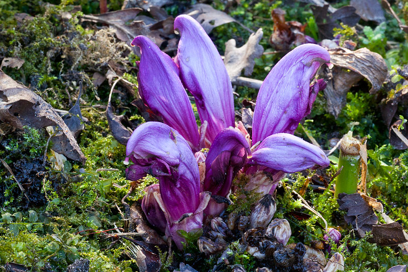 Lathraea clandestina (door John Breugelmans)