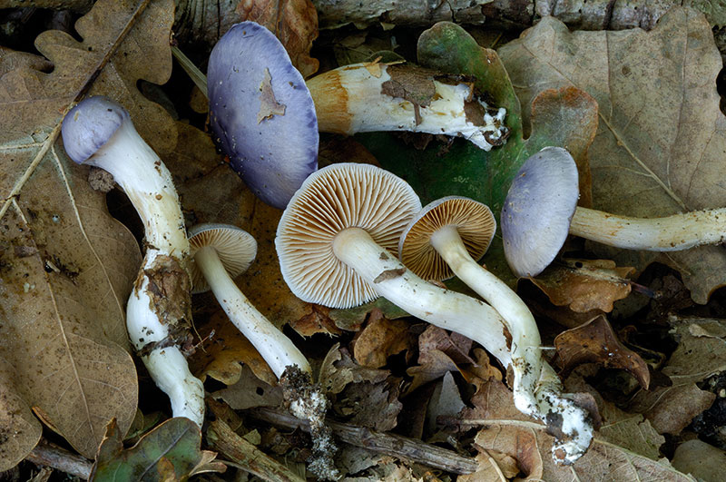 Cortinarius croceocaeruleus (door Kik van Boxtel)