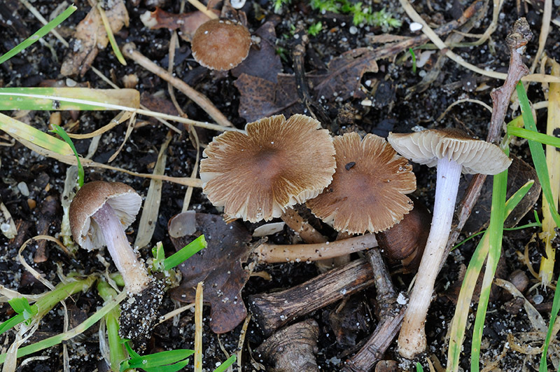 Inocybe pusio (door Kik van Boxtel)