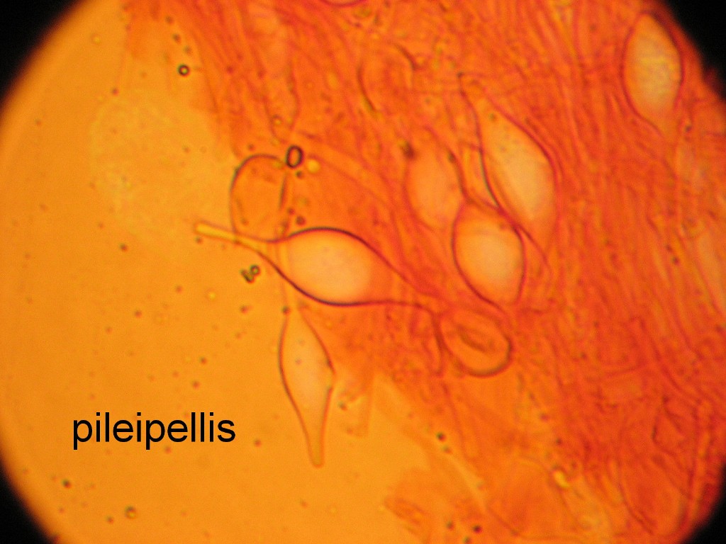 Clitocybe phaeophthalma (door Dinant Wanningen)