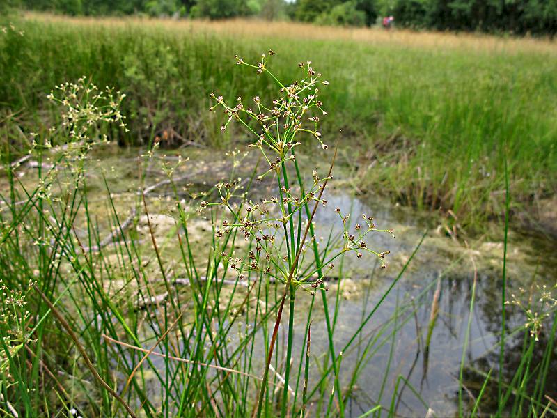 Juncus subnodulosus (door Grada Menting)