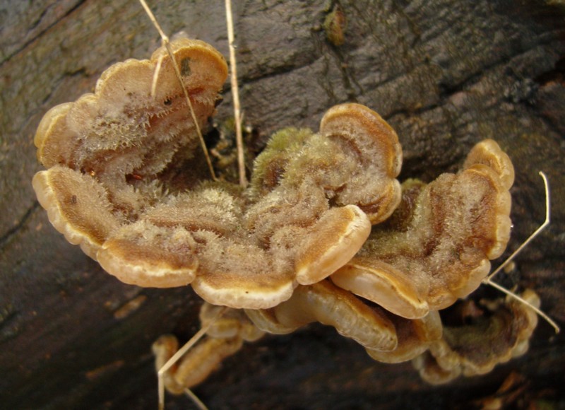 Auricularia mesenterica (door Tjerk Nawijn)