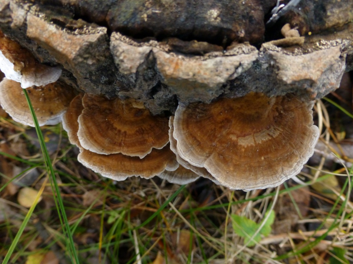 Trametes ochracea (door Tjerk Nawijn)