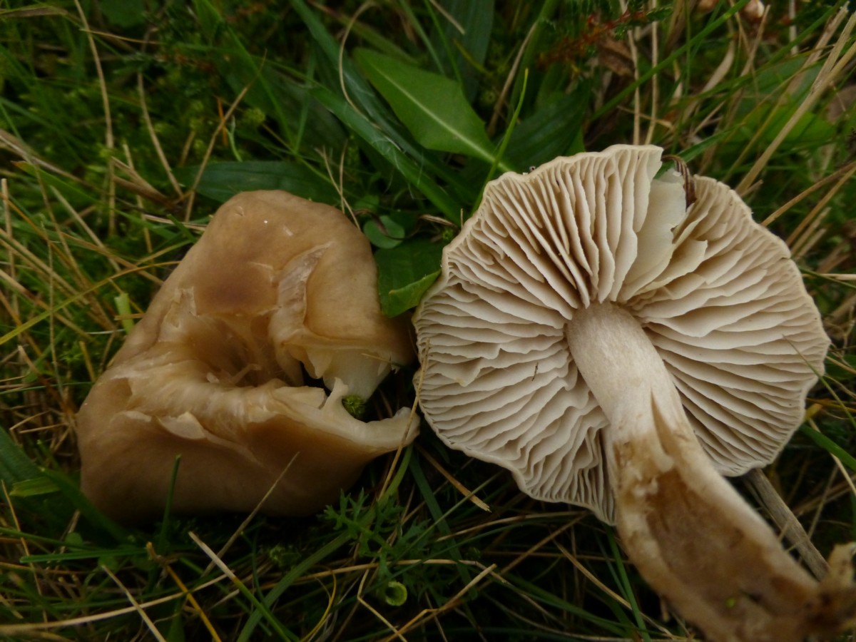 Dermoloma cuneifolium (door Tjerk Nawijn)