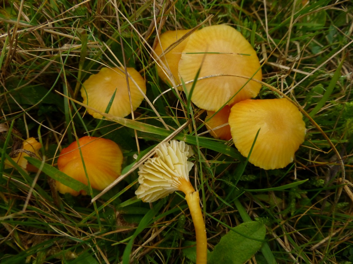 Hygrocybe insipida (door Tjerk Nawijn)