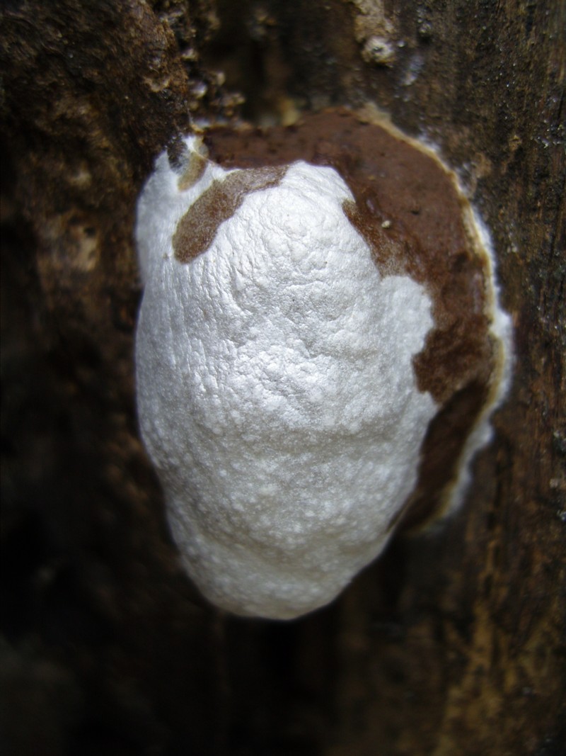 Reticularia lycoperdon (door Tjerk Nawijn)