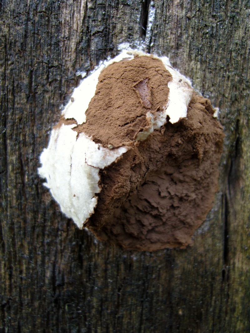 Reticularia lycoperdon (door Tjerk Nawijn)