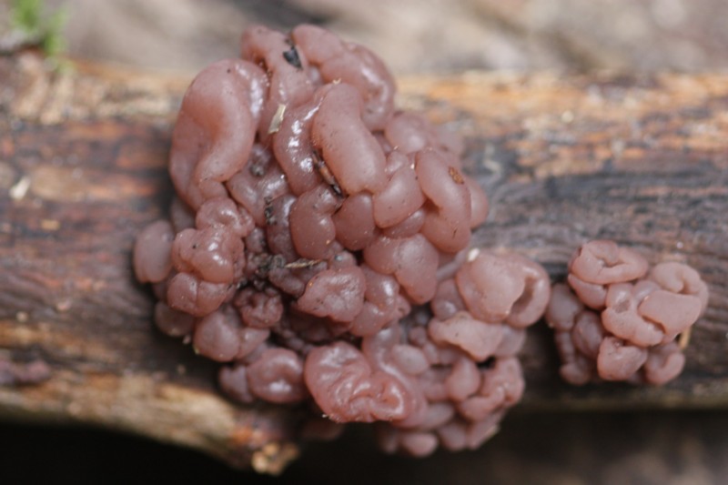 Ascotremella faginea (door Tjerk Nawijn)