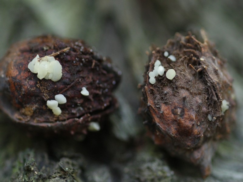 Hymenoscyphus fagineus (door Tjerk Nawijn)