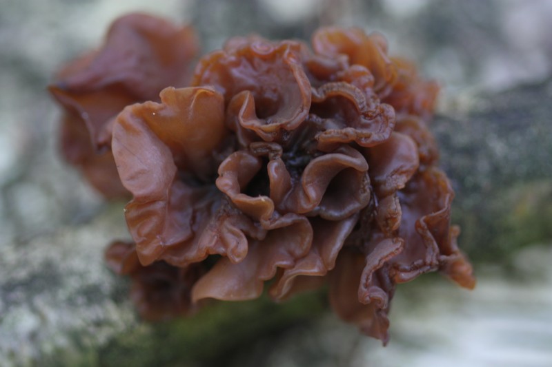 Tremella foliacea sl, incl. T. foliacea sensu Spirin et al. 2018. (door Tjerk Nawijn)