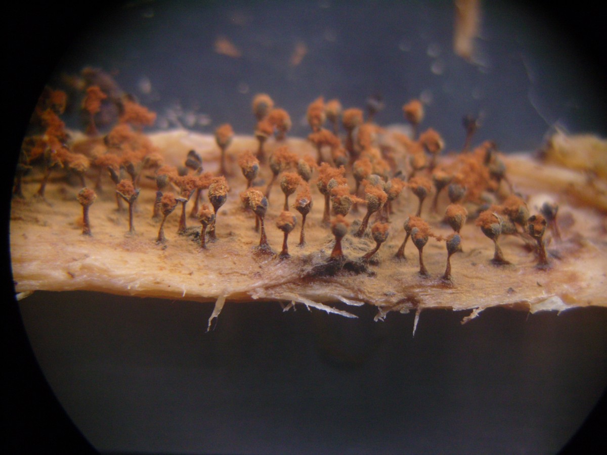 Metatrichia floriformis (door Tjerk Nawijn)