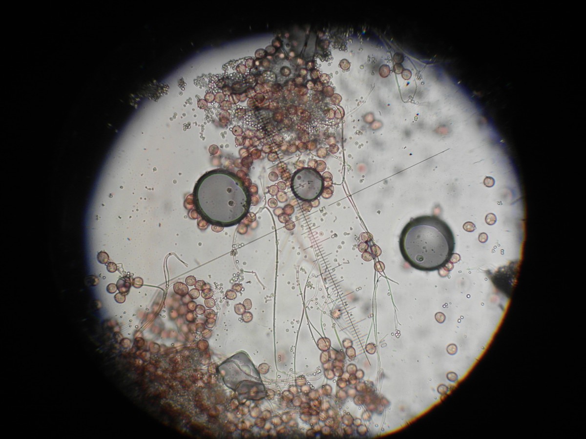 Diderma hemisphaericum (door Tjerk Nawijn)