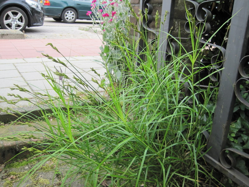 Carex muskingumensis (door Grada Menting)