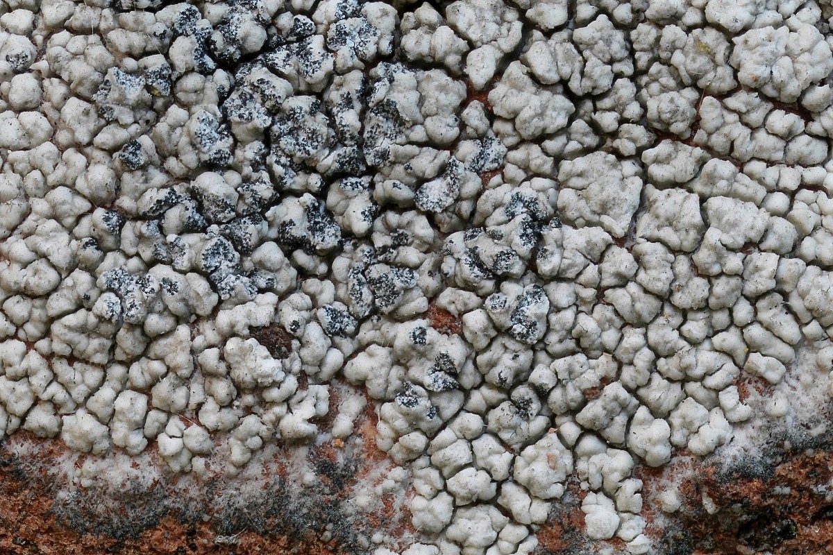 Lecanora pannonica (door Arjan de Groot)