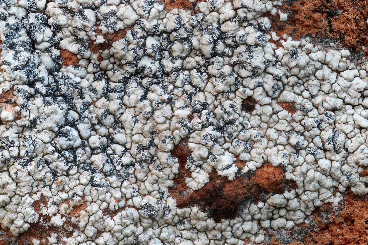 Lecanora pannonica (door Arjan de Groot)