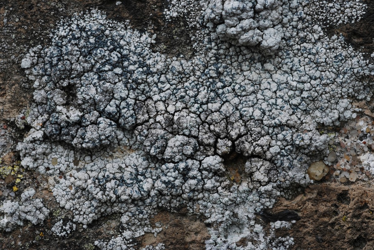 Lecanora pannonica (door Arjan de Groot)