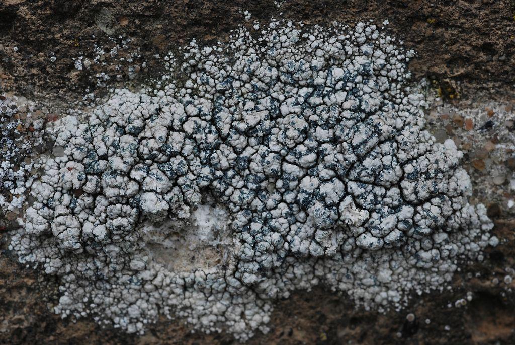 Lecanora pannonica (door Arjan de Groot)