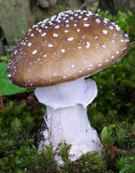 Amanita pantherina var. pantherina (door Gio van Bernebeek)