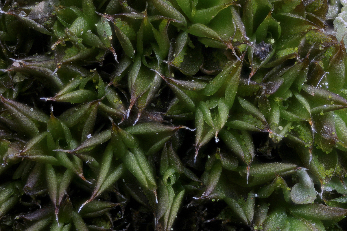 Syntrichia papillosa (door Arjan de Groot)