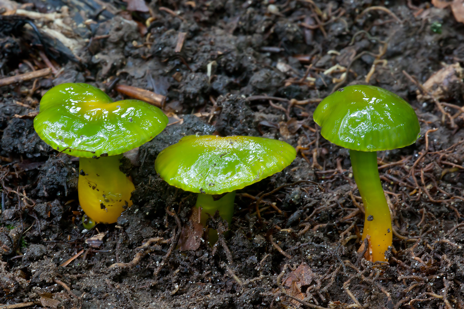 Hygrocybe psittacina (door John Breugelmans)