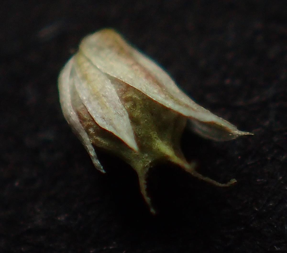 Amaranthus hybridus subsp. bouchonii (door Jan Versluys)