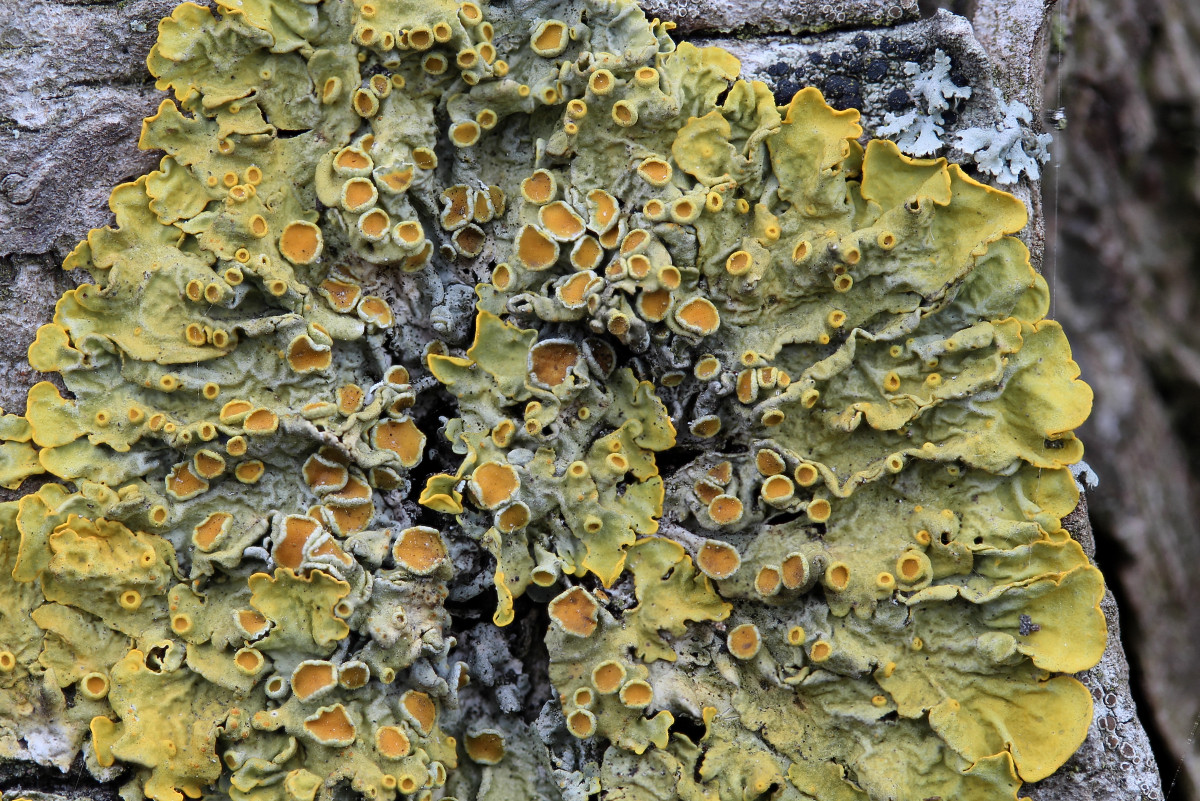 Xanthoria parietina (door Arjan de Groot)