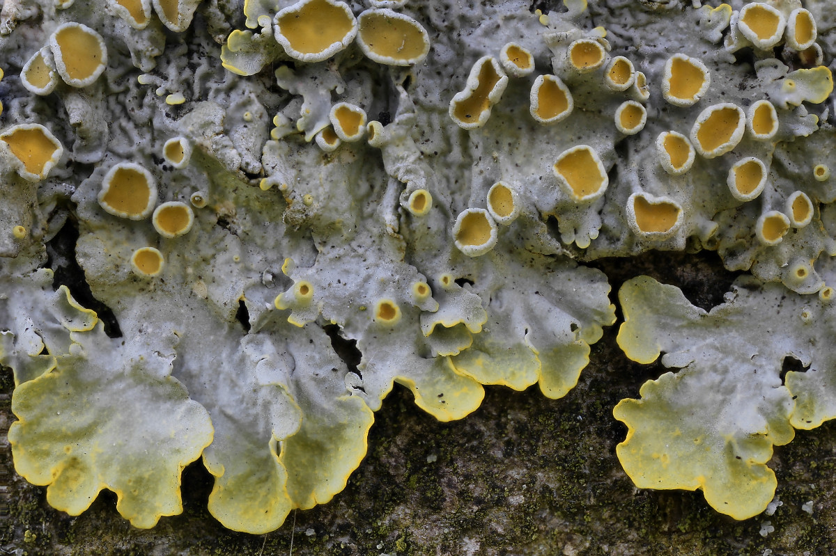 Xanthoria parietina (door Arjan de Groot)