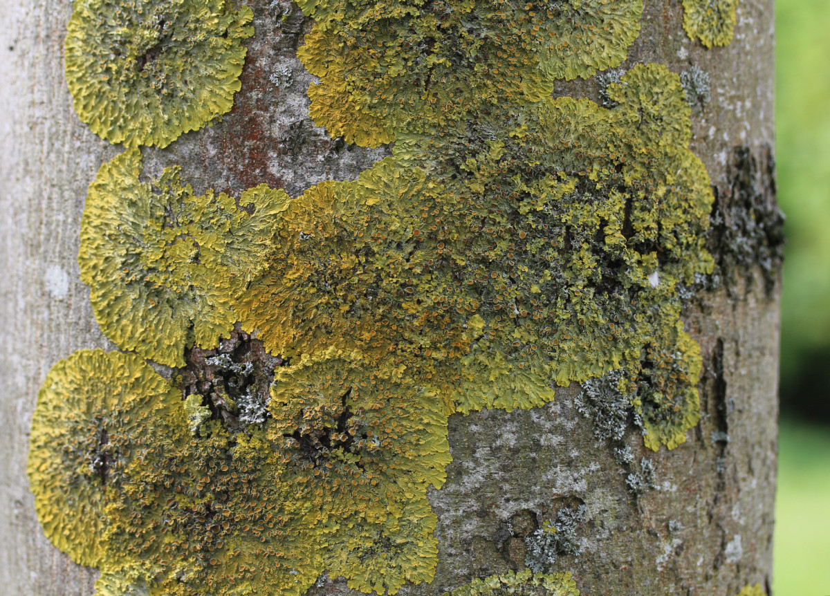 Xanthoria parietina (door Arjan de Groot)