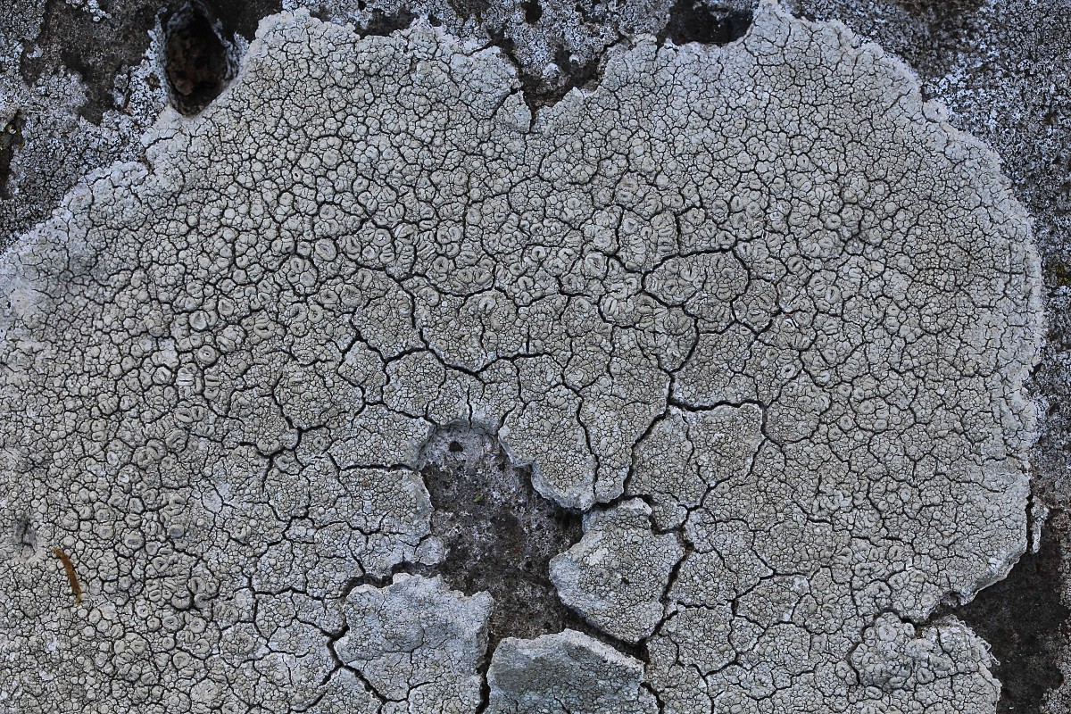 Ochrolechia parella (door Arjan de Groot)