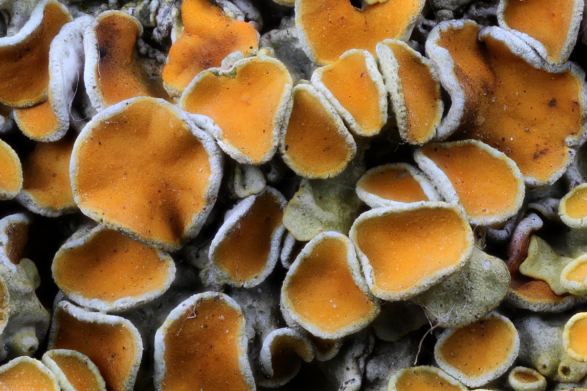 Xanthoria parietina (door Arjan de Groot)