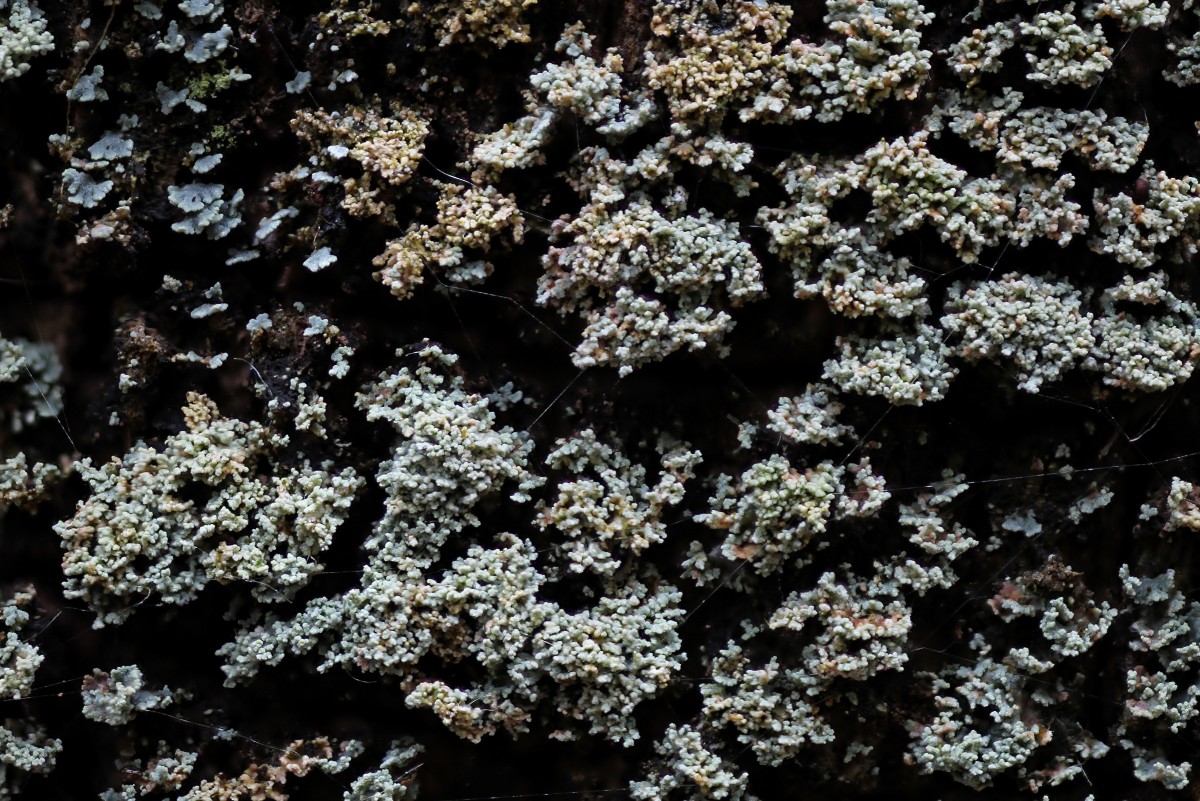 Cladonia parasitica (door Arjan de Groot)