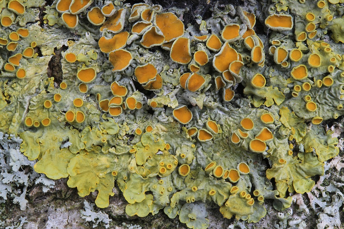 Xanthoria parietina (door Arjan de Groot)