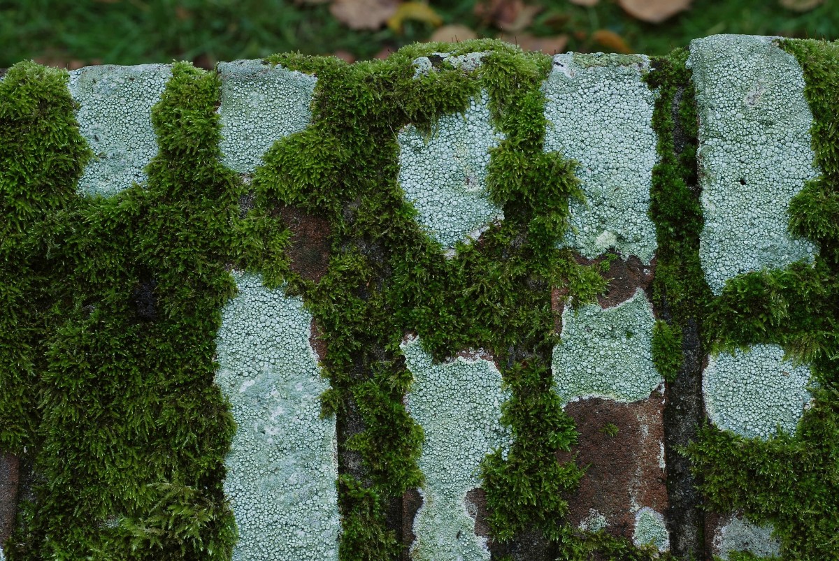 Ochrolechia parella (door Arjan de Groot)