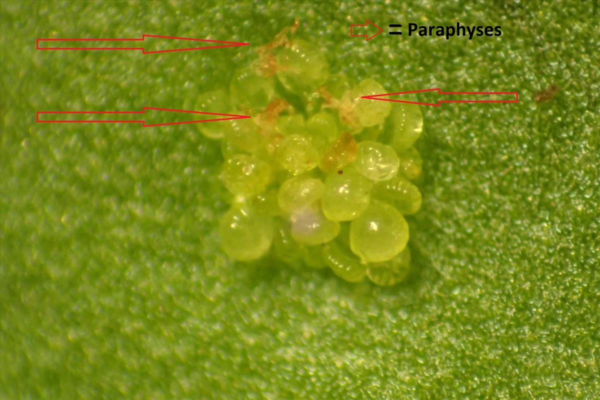 Polypodium cambricum (door Sipke Gonggrijp)