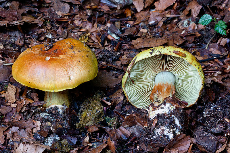 Cortinarius cedretorum (door John Breugelmans)