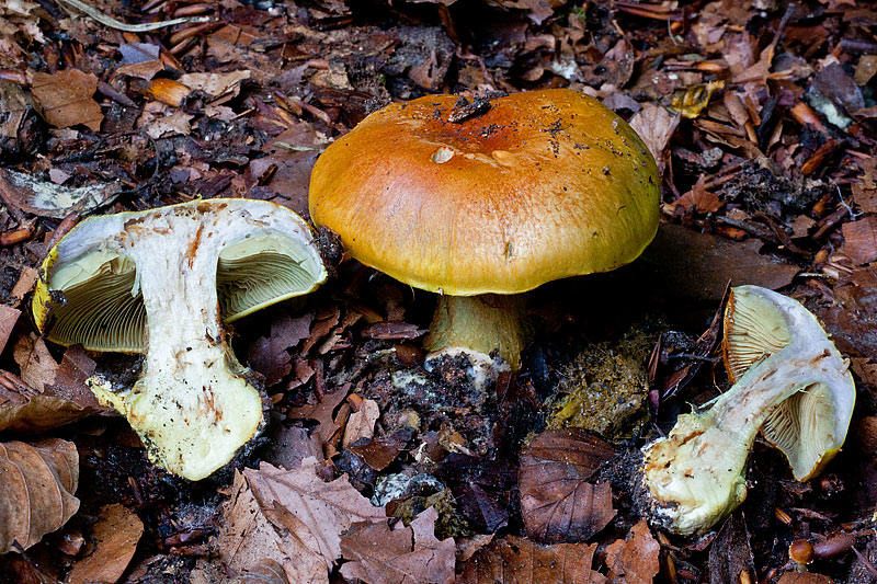 Cortinarius cedretorum (door John Breugelmans)