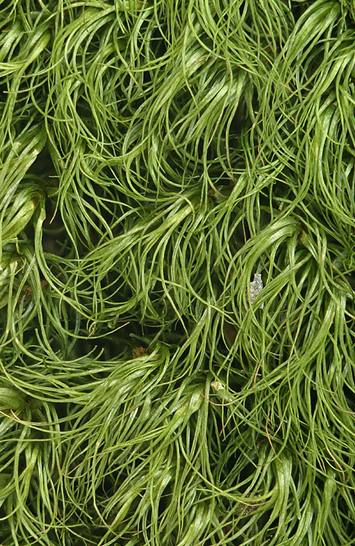 Paraleucobryum longifolium (door Norbert Stapper)