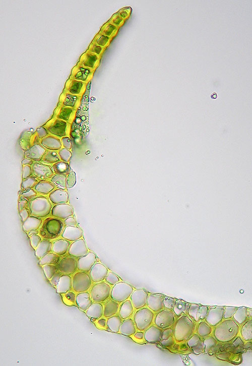 Paraleucobryum longifolium (door Norbert Stapper)