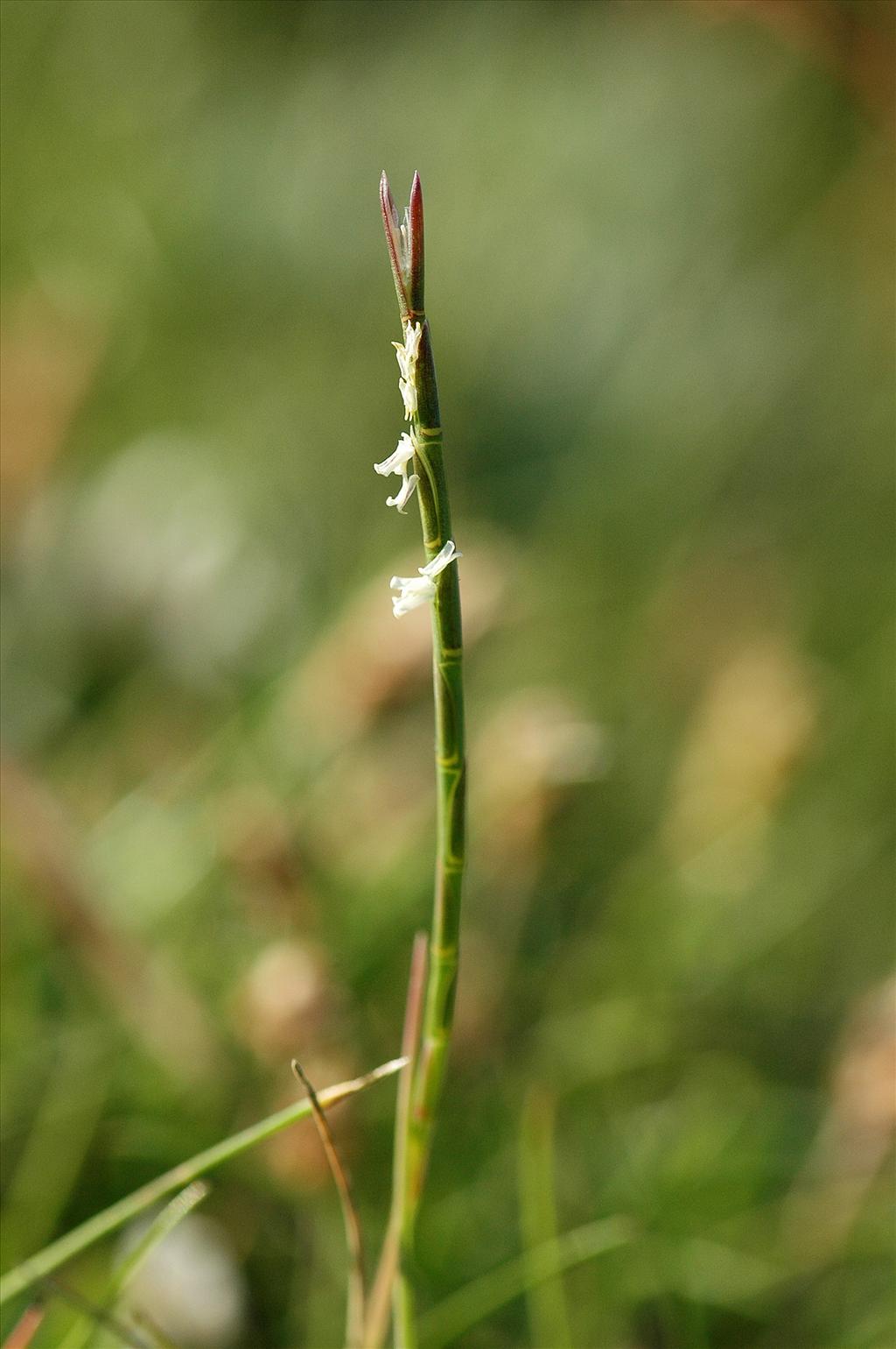 Parapholis strigosa (door Bas Kers)