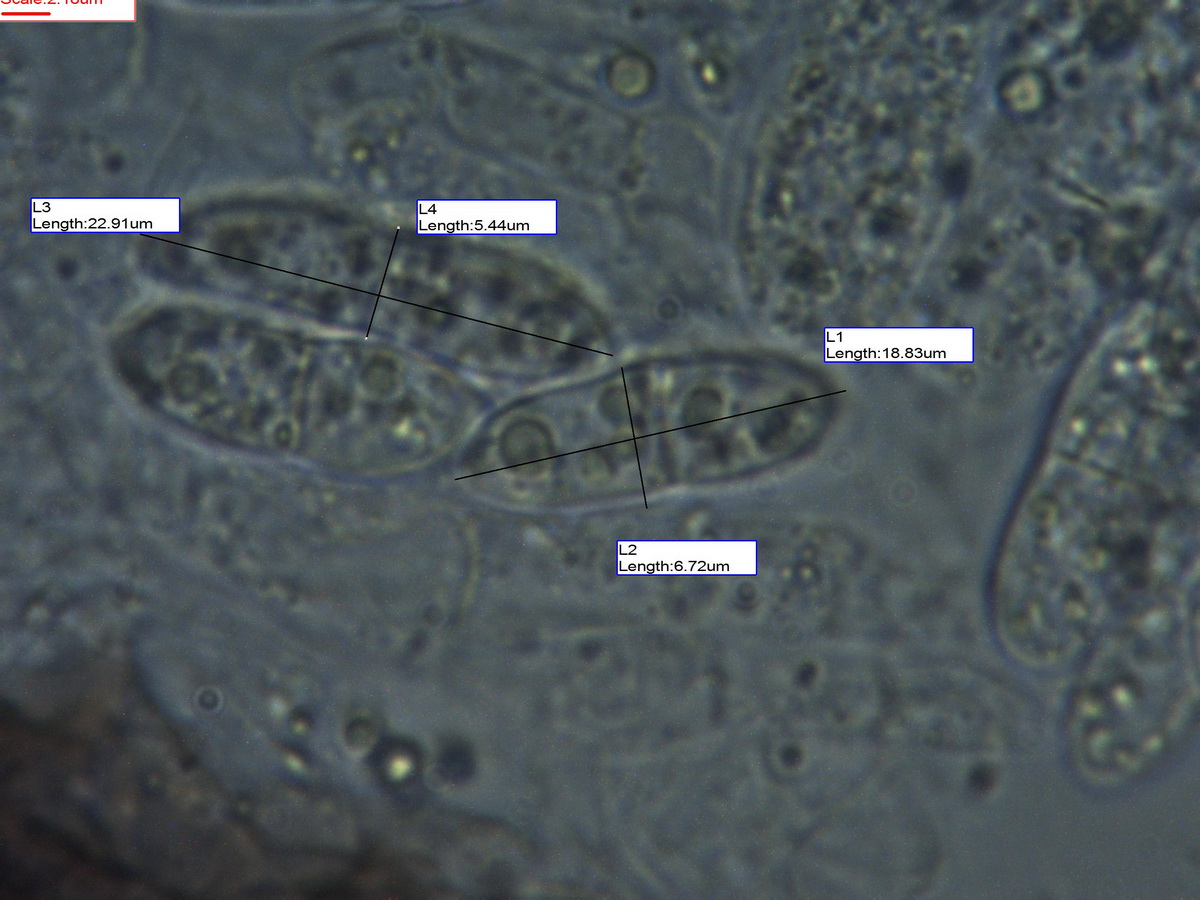 Lichenochora obscuroides (door Hans Toetenel)