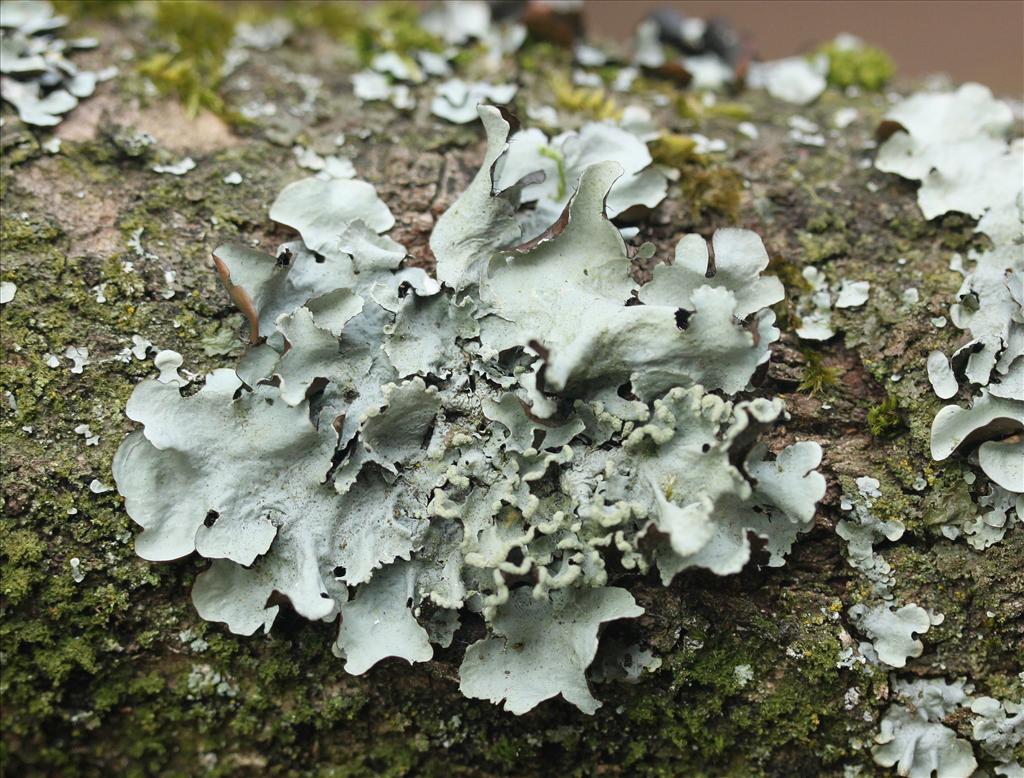 Parmotrema perlatum (door Laurens Sparrius)