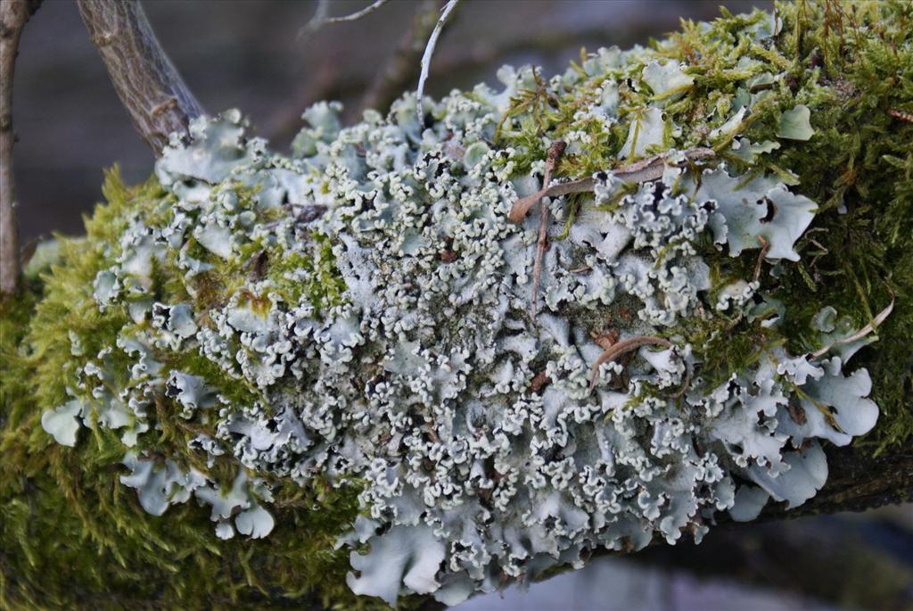 Parmotrema perlatum (door Henk Timmerman)