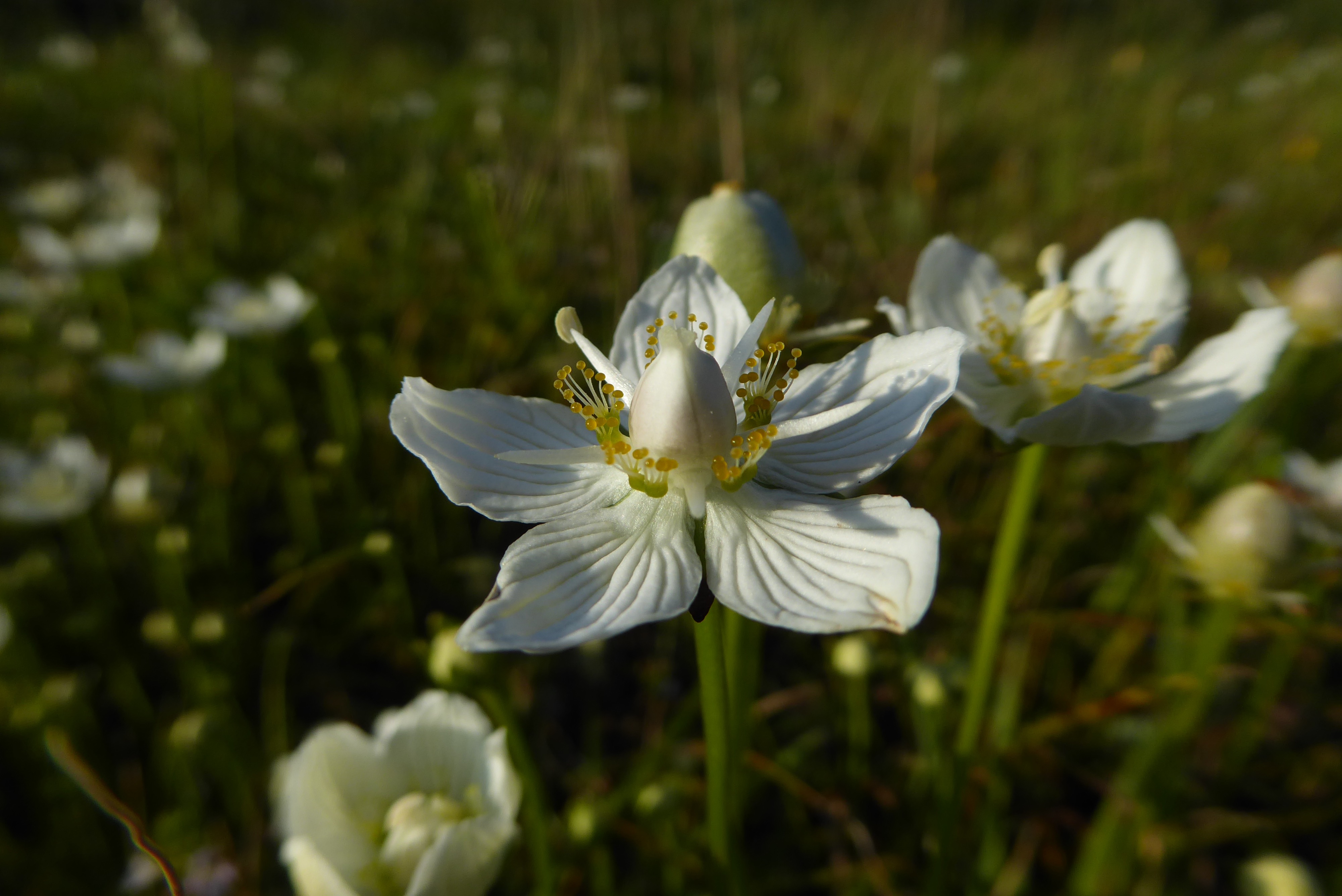 Parnassia palustris (door Koen van Zoest)