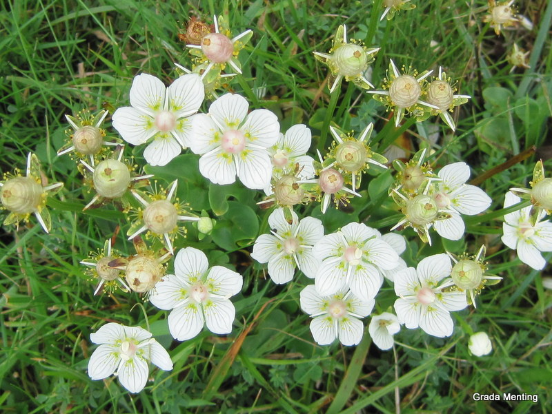 Parnassia palustris (door Grada Menting)