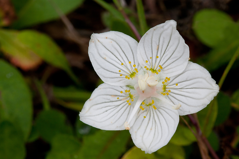 Parnassia palustris (door John Breugelmans)