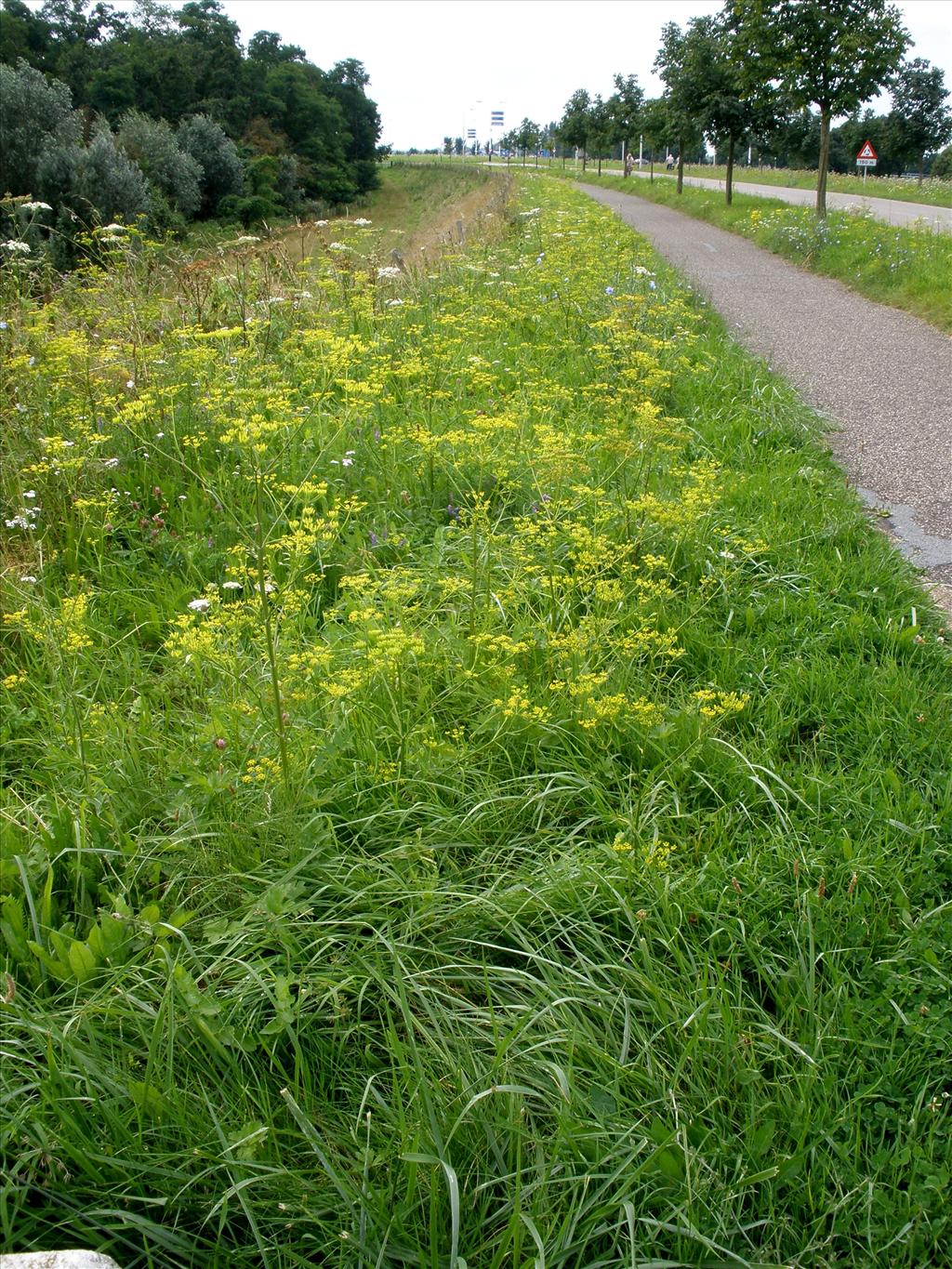 Pastinaca sativa subsp. sativa (door Bert Verbruggen)