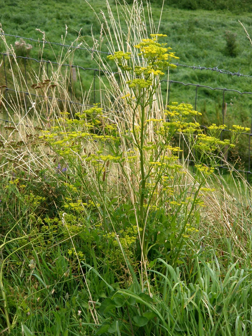 Pastinaca sativa subsp. sativa (door Bert Verbruggen)