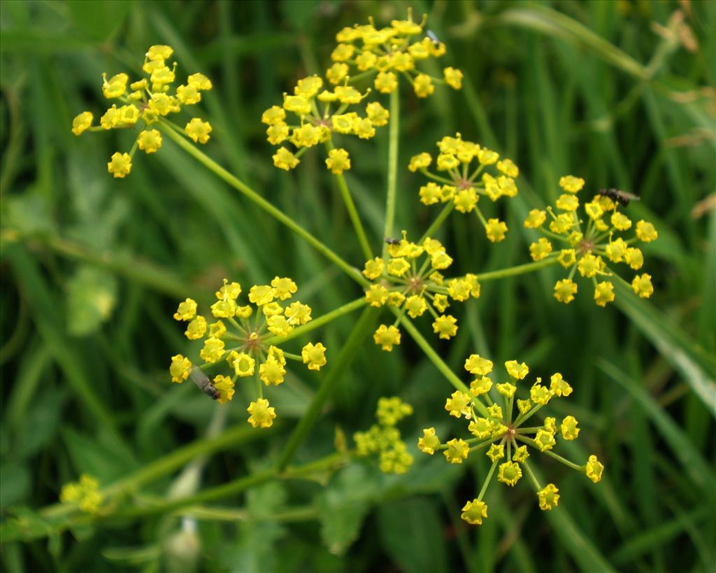 Pastinaca sativa subsp. sativa (door Bert Verbruggen)