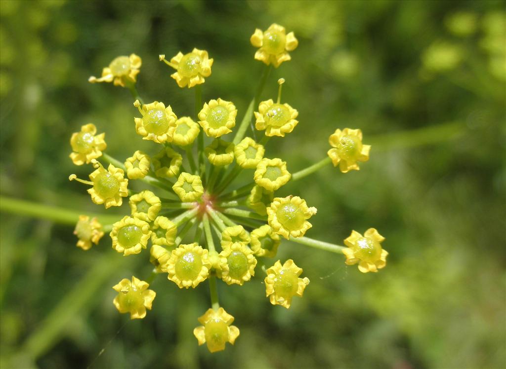 Pastinaca sativa subsp. sativa (door Bert Verbruggen)